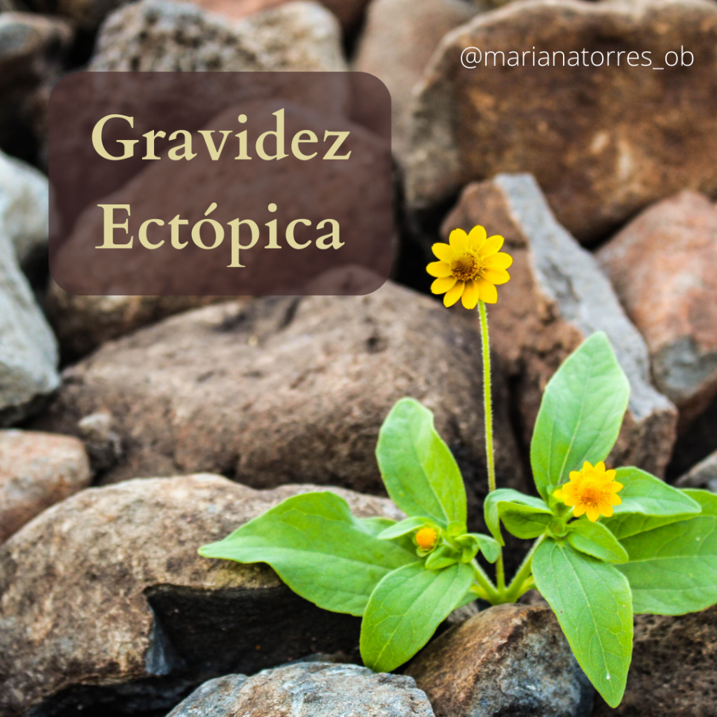 flor a nascer no meio de pedras - gravidez ectopica